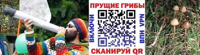 Галлюциногенные грибы мухоморы  купить наркоту  Кирс 